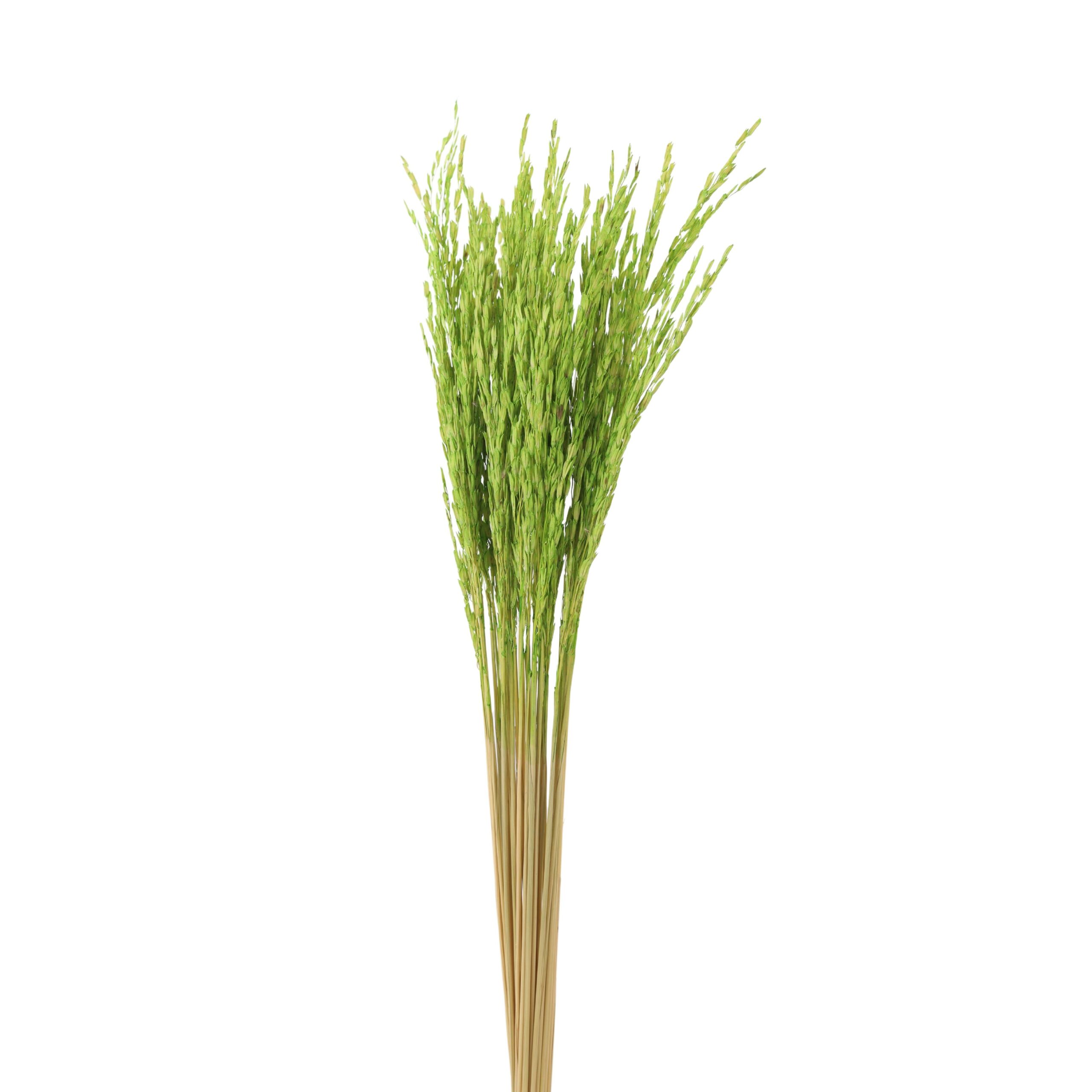 Rice Flower Green