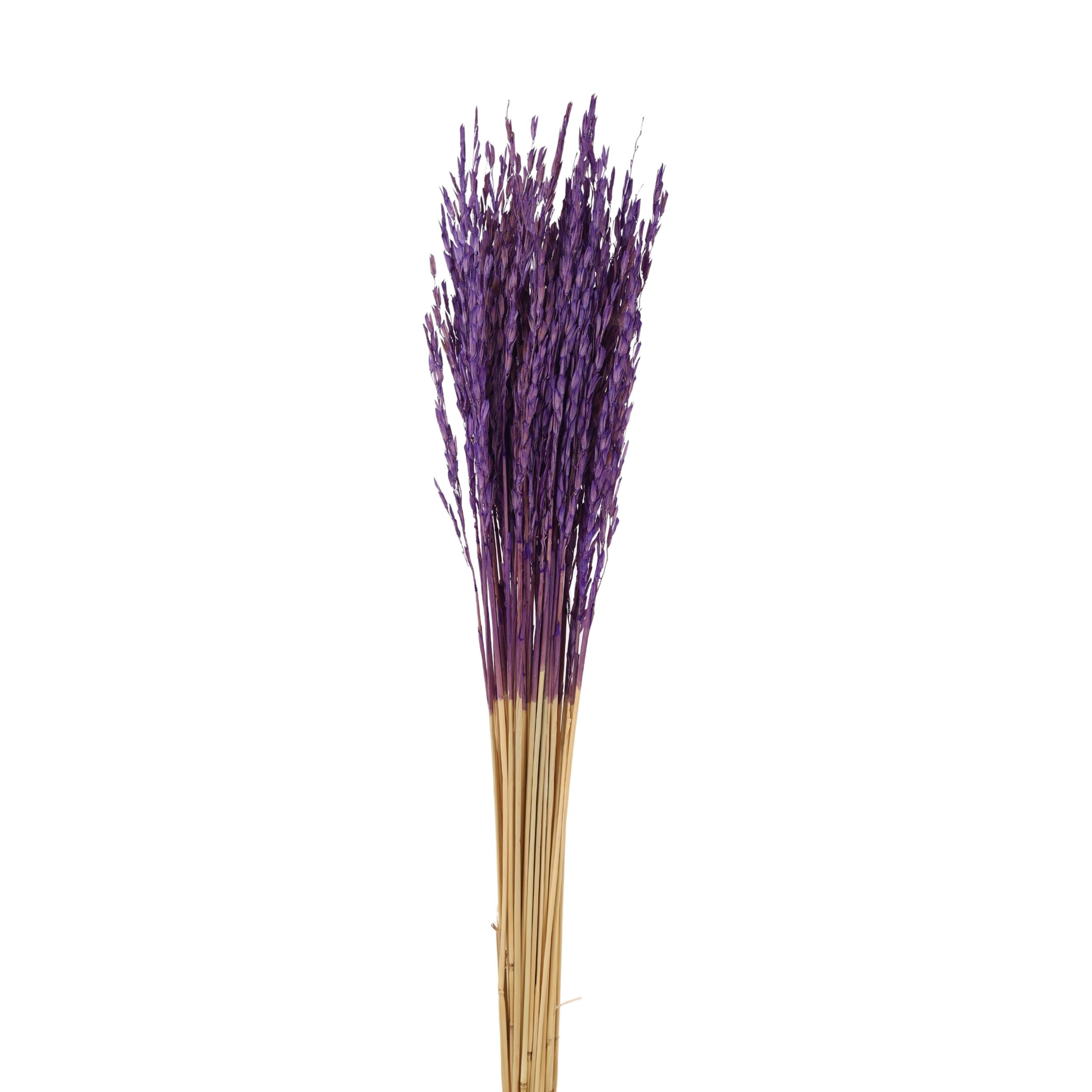 Rice Flower Purple