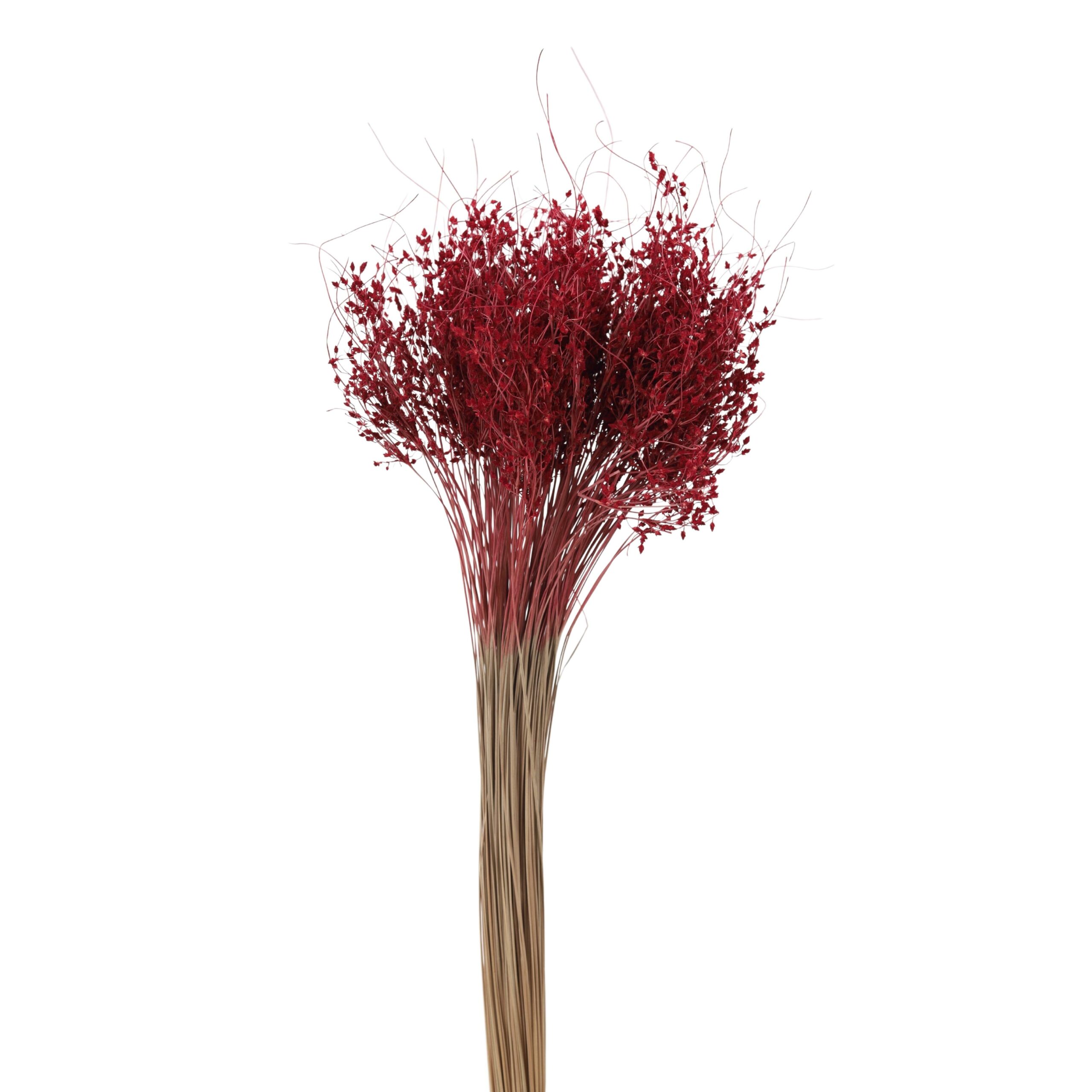 Saithong Red